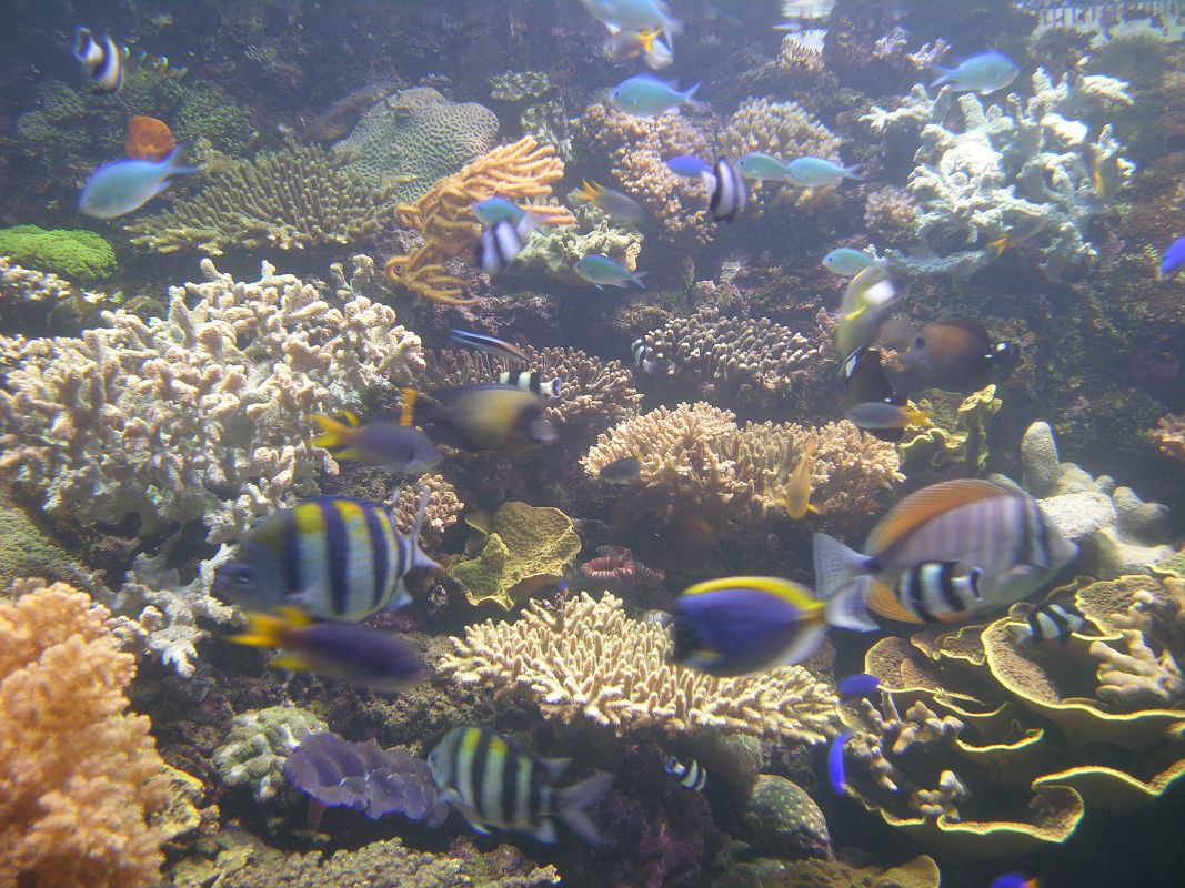 Singapore 04 04 Sentosa Island Underwater World Aquarium Coral Reef